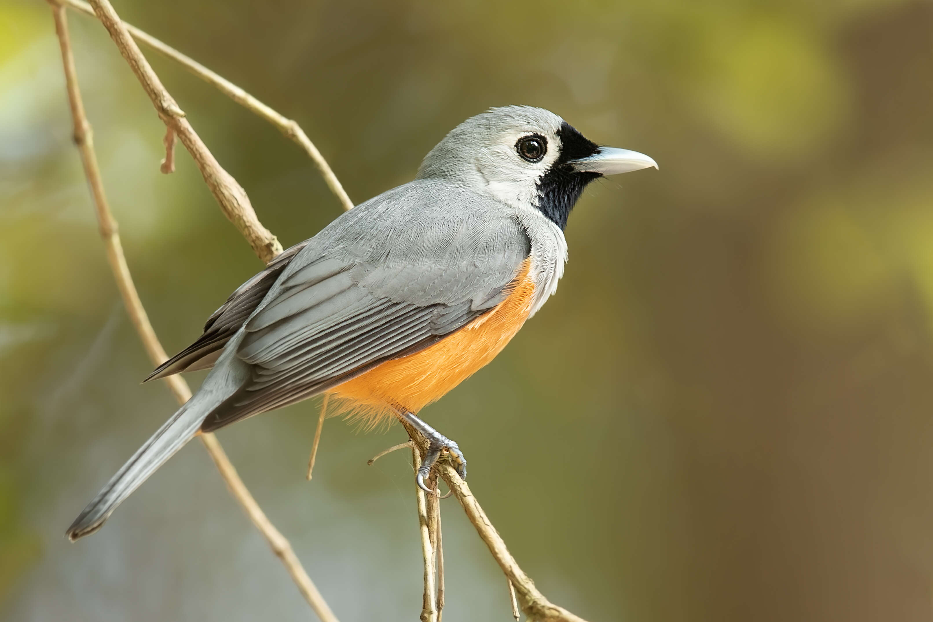 Image of Black-faced Monarch