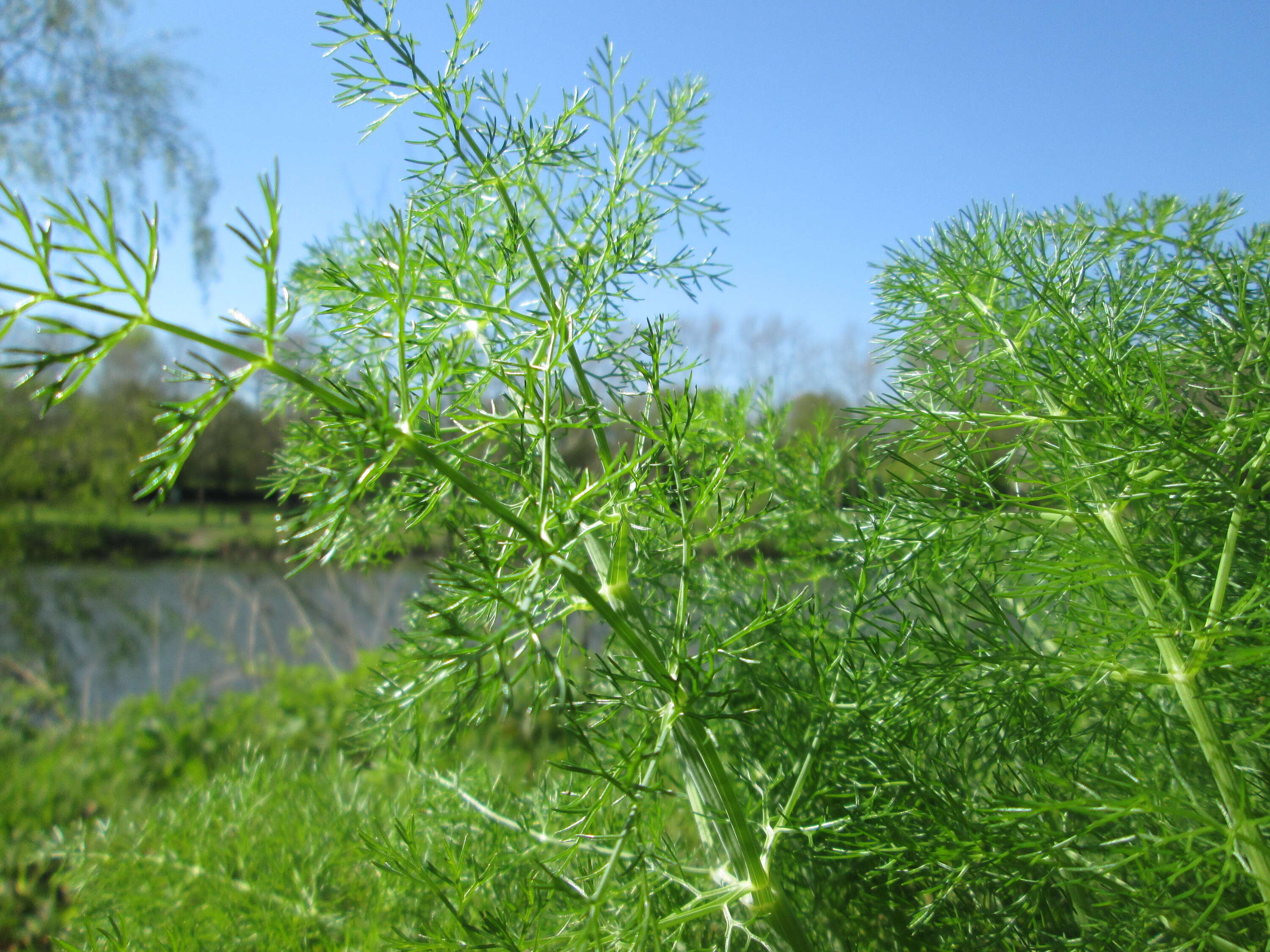 Image of dill