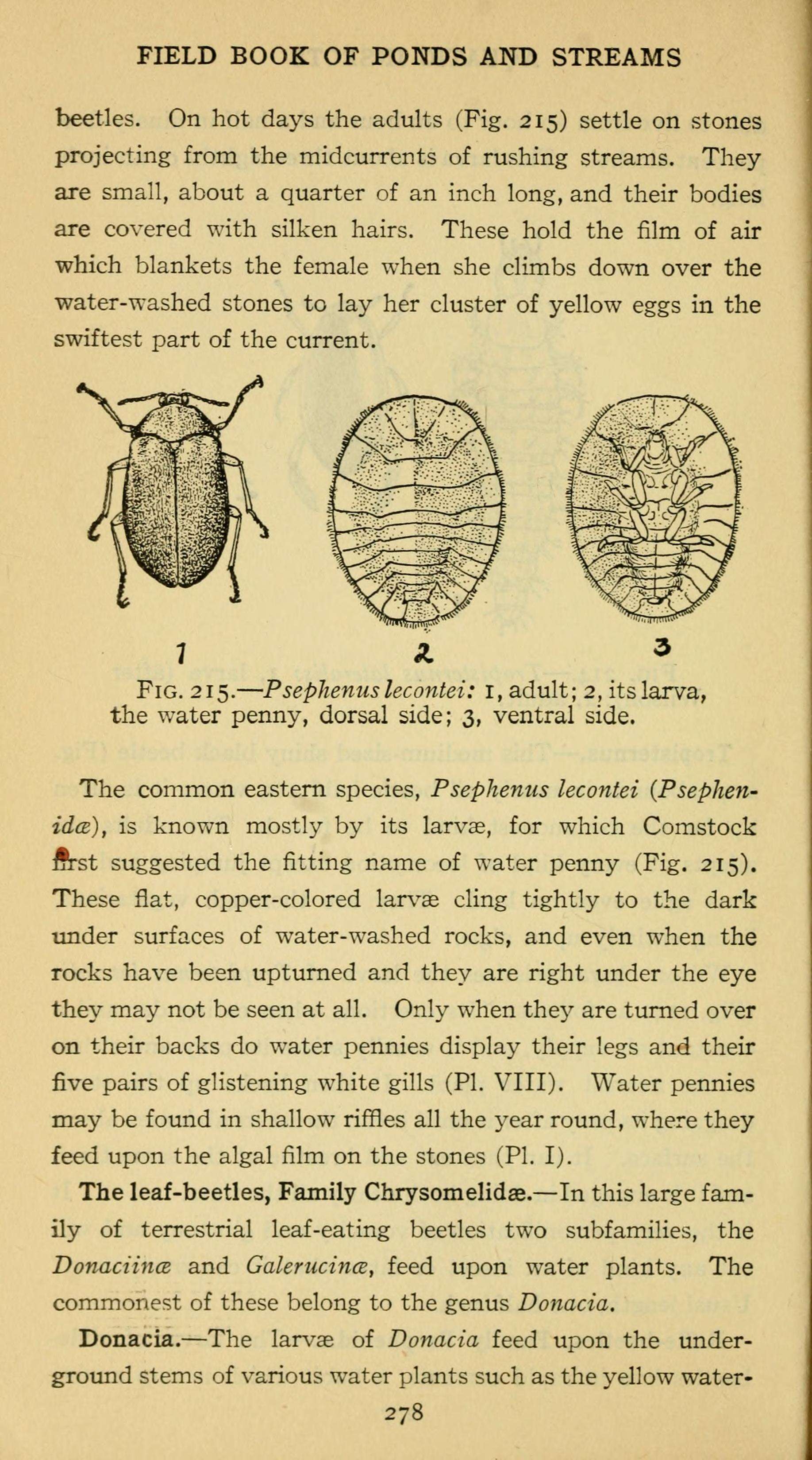 Image of Psephenus