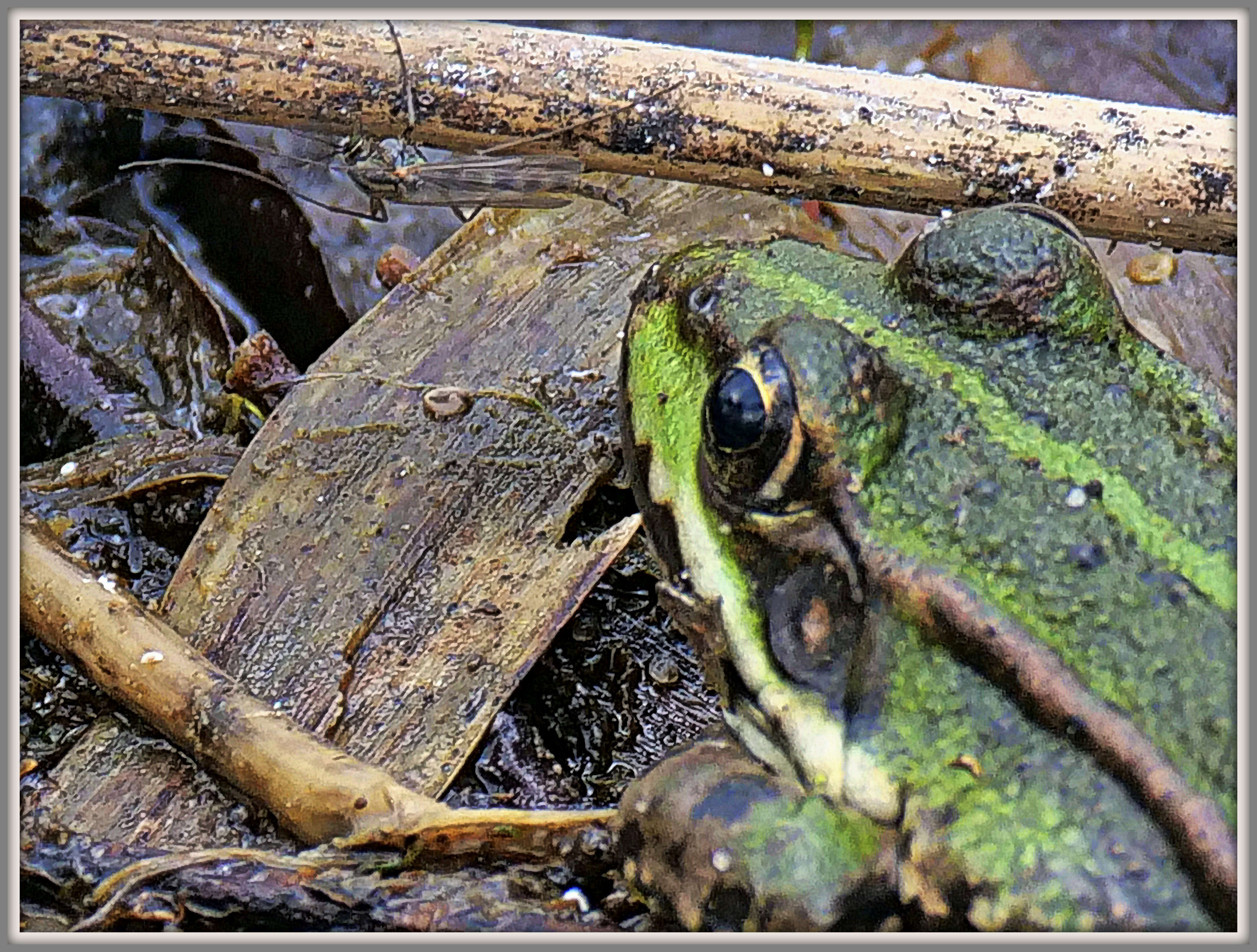 صورة Pelophylax esculentus