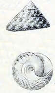 Image of Trochus kochii Philippi 1844