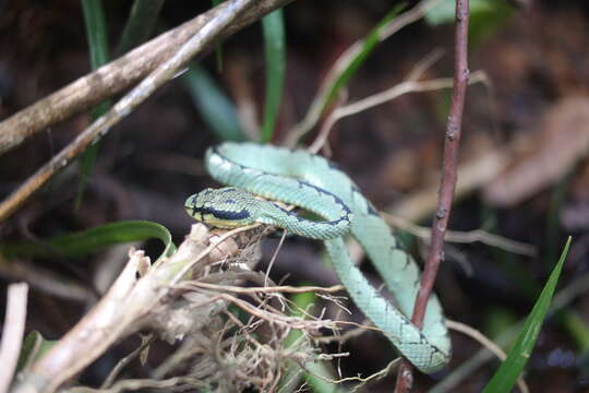 Image of Sri Lankan pit viper