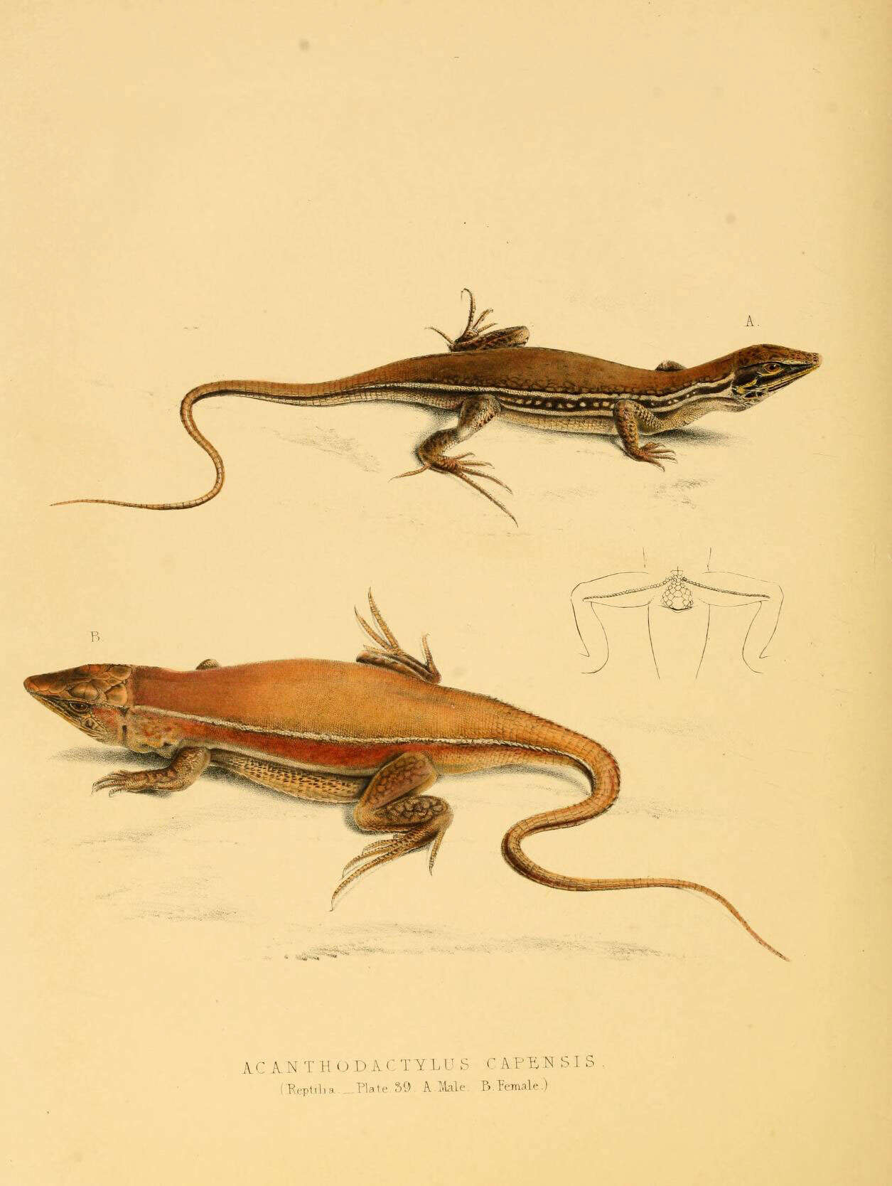 Plancia ëd Acanthodactylus Wiegmann 1834