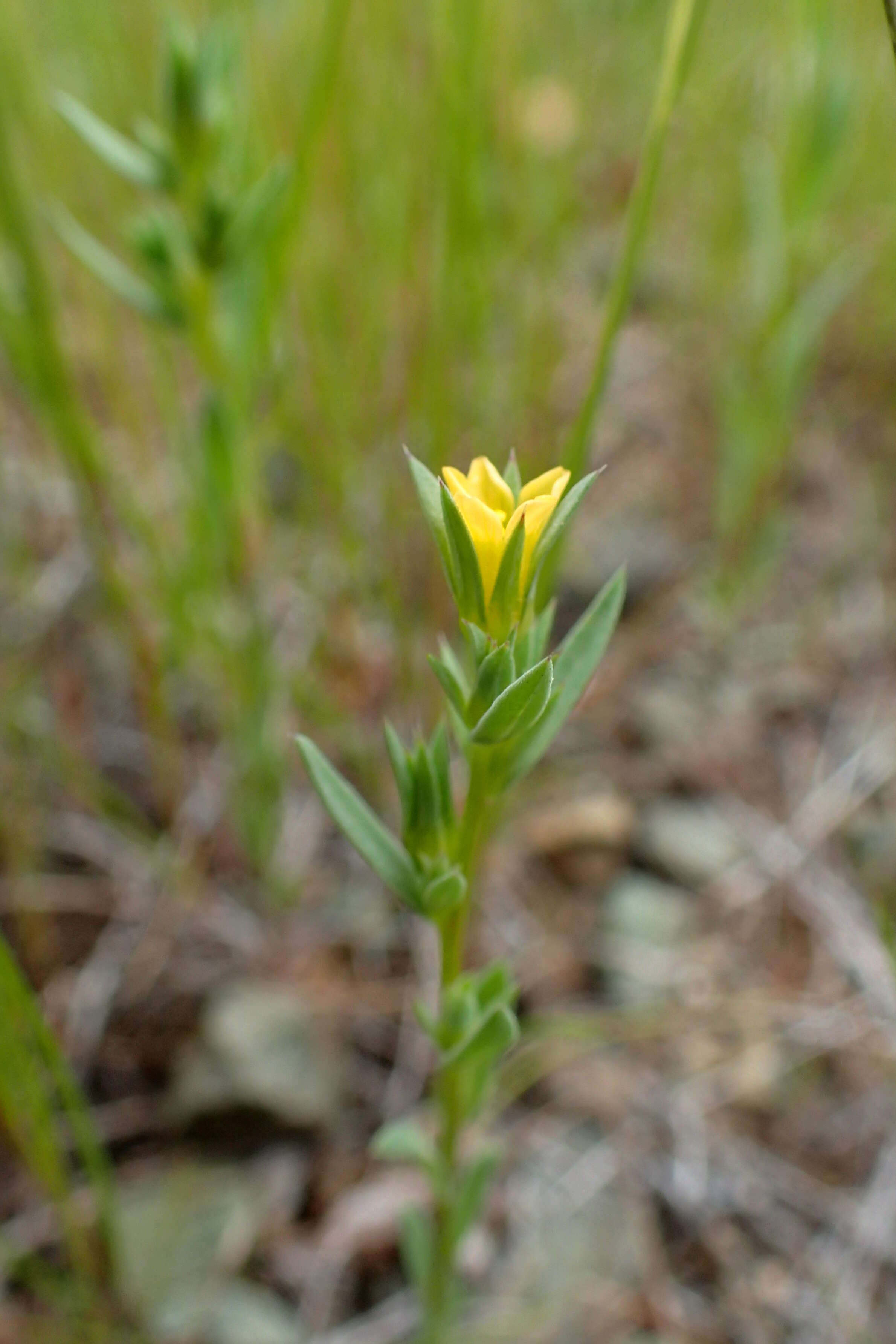 Image of Upright Flax