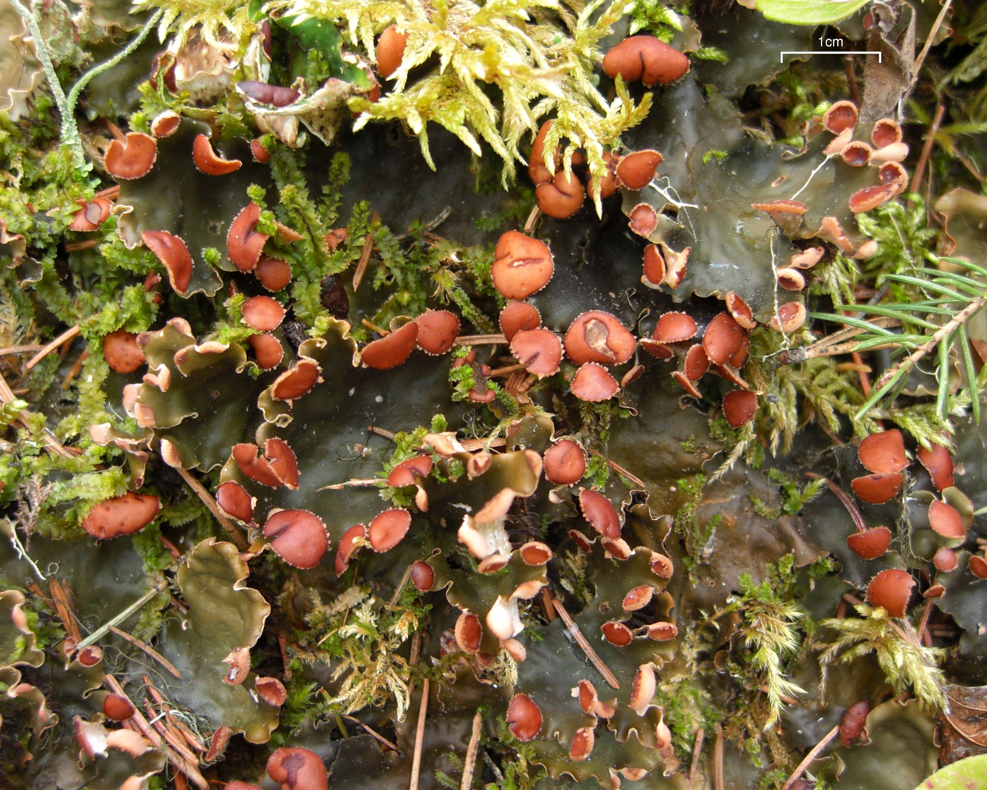 Image of Flat-fruited pelt;   Horizontal felt lichen