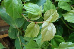 Image of Begonia radicans Vell.