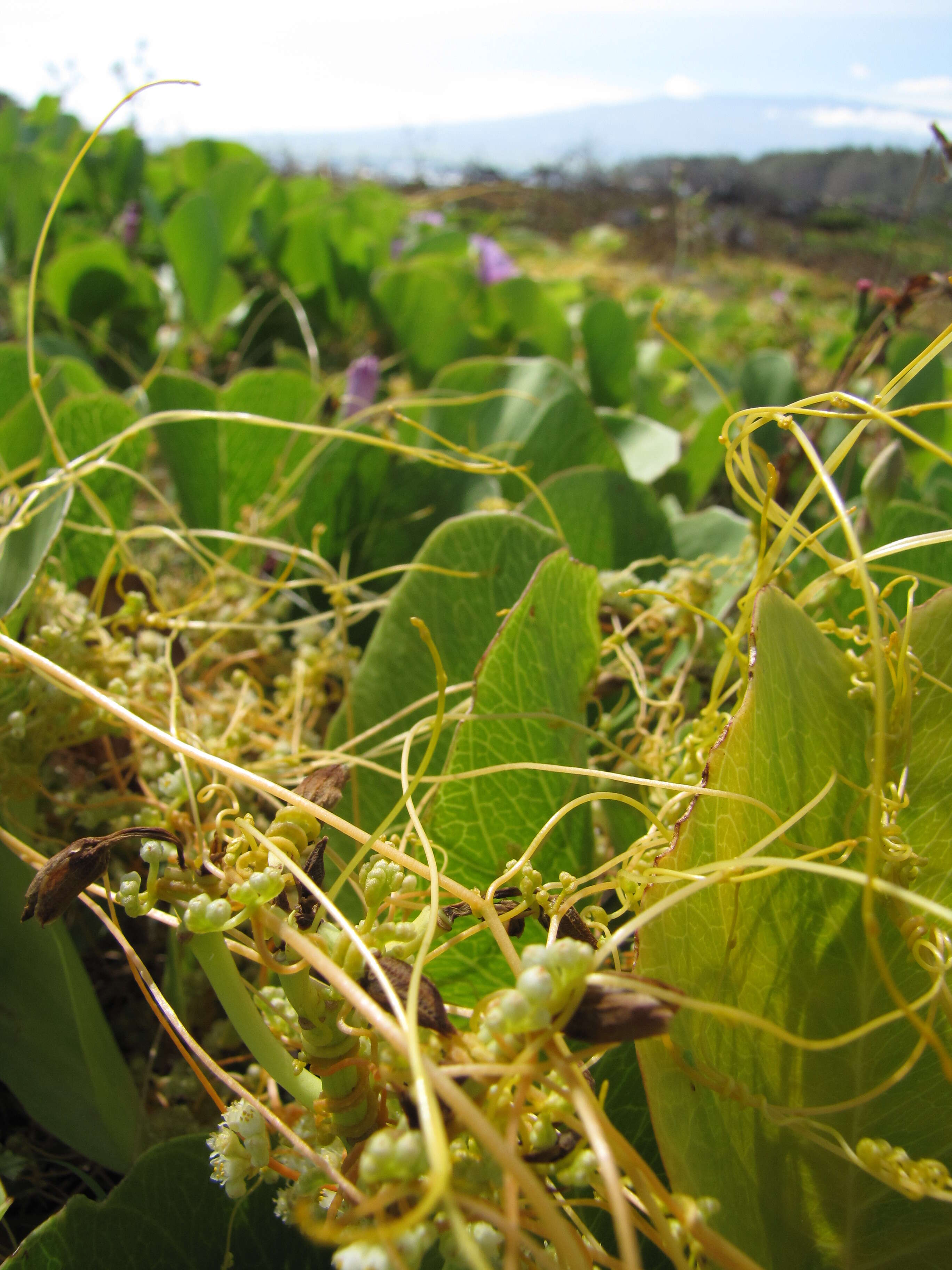 Image of Cuscuta campestris