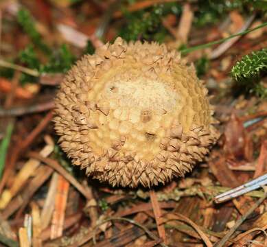 Image of Lycoperdon echinatum Pers. 1794