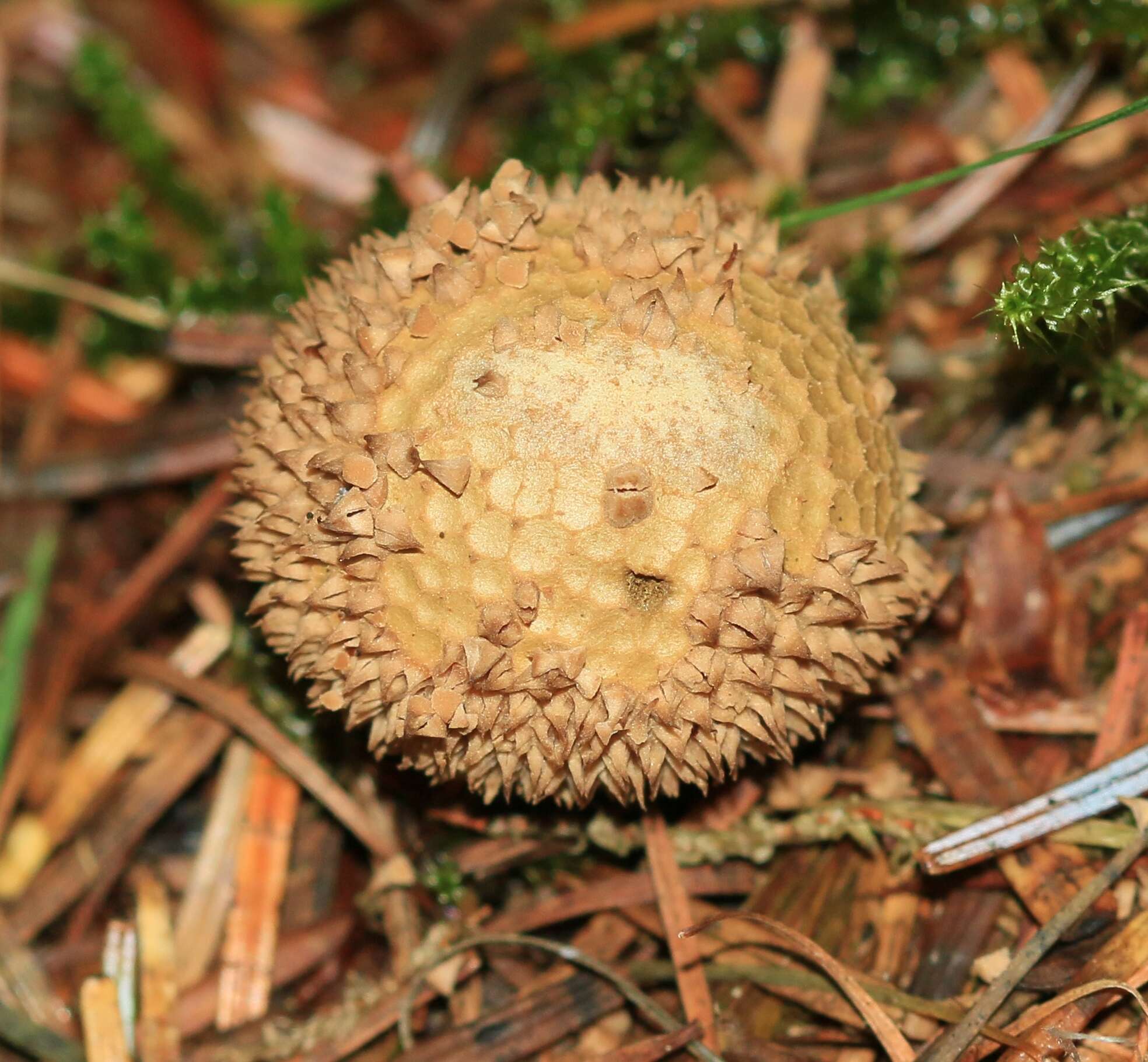 Imagem de Lycoperdon echinatum Pers. 1794