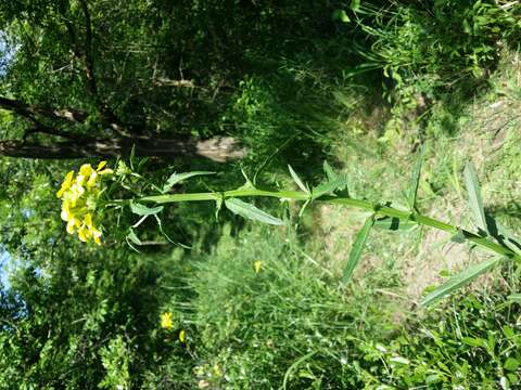 Image of smelly wallflower