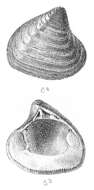 Image of Crassatelloidea Férussac 1822