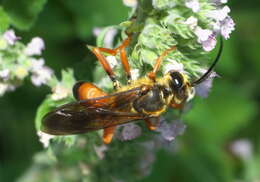 Image of Great Golden Digger Wasp