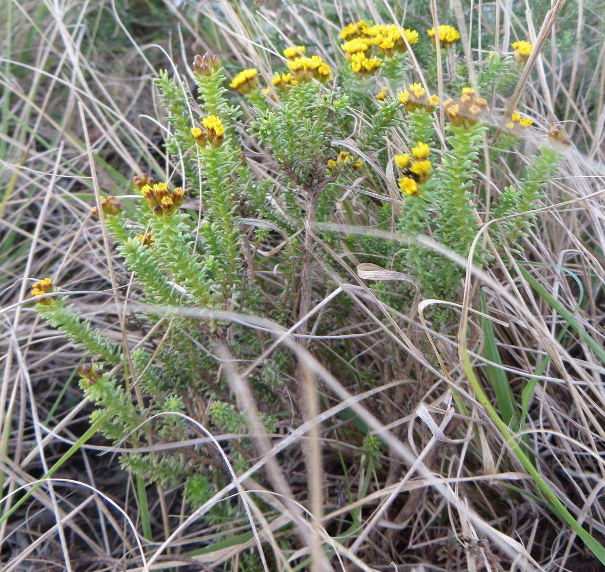 Image of Oedera genistifolia (L.) A. A. Anderberg & K. Bremer