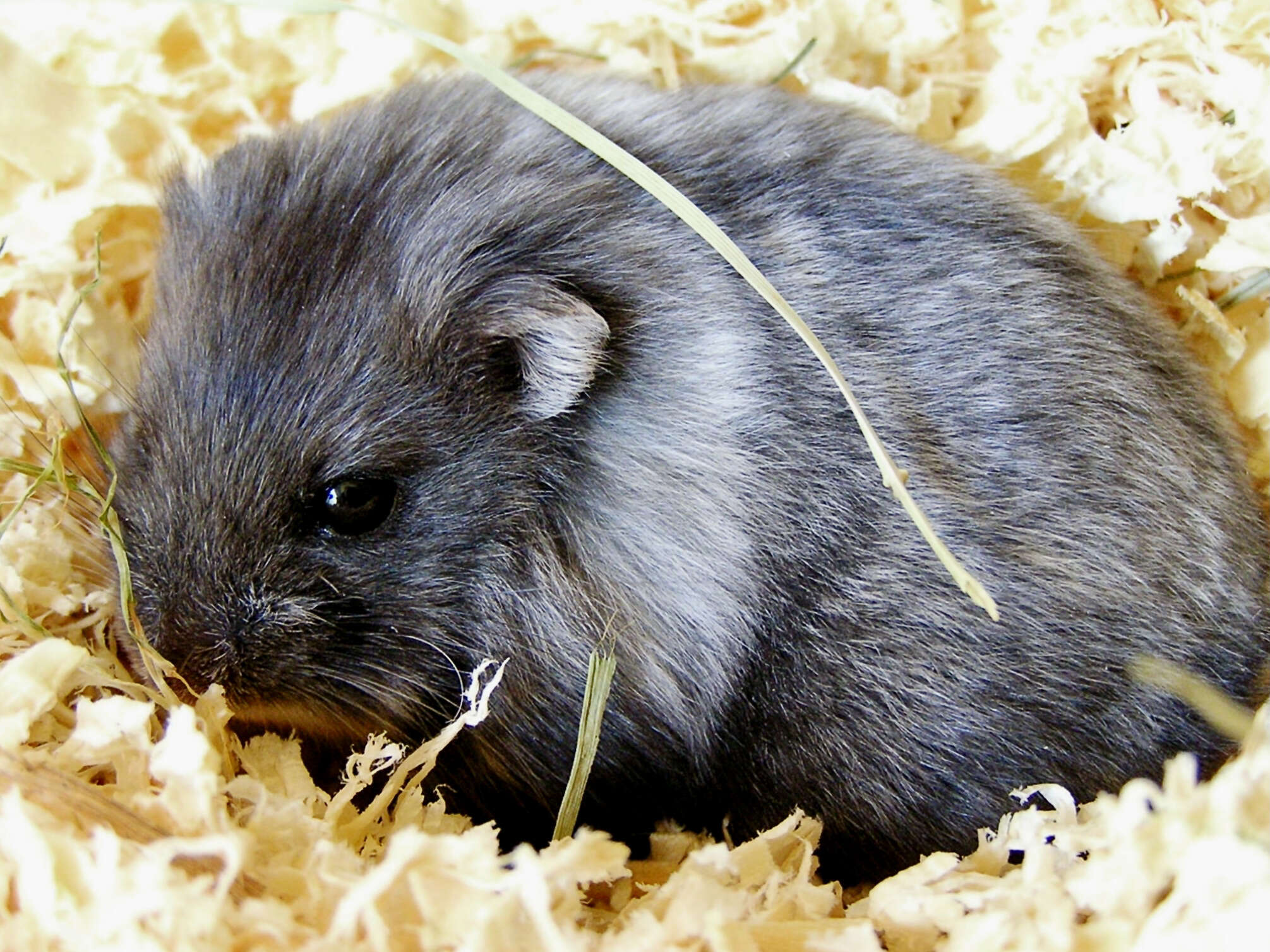 Campbell's Russian Dwarf Hamster, Hamsters Wiki