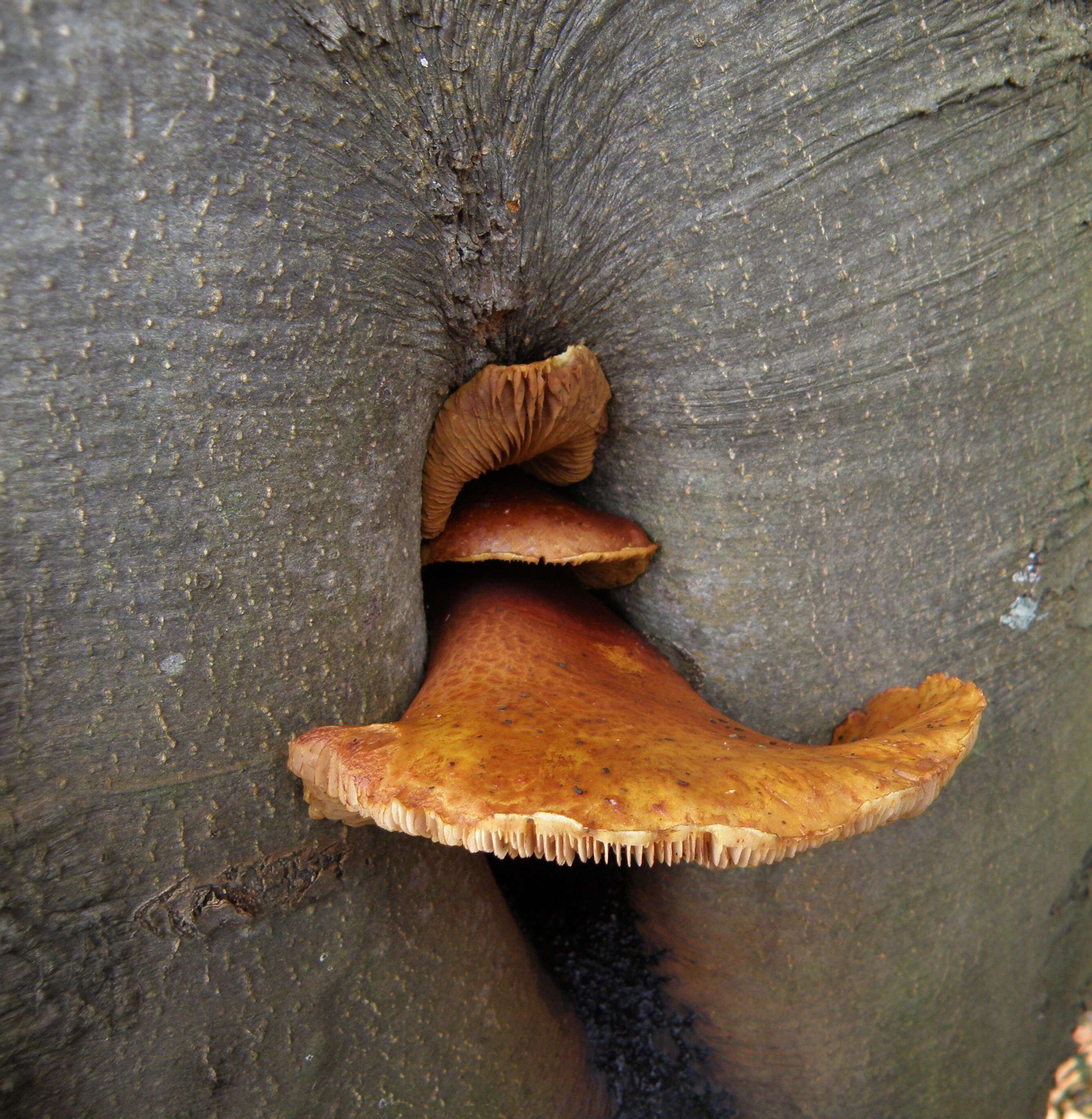 Pholiota aurivella (Batsch) P. Kumm. 1871 resmi