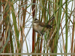 Image of Moustached Warbler