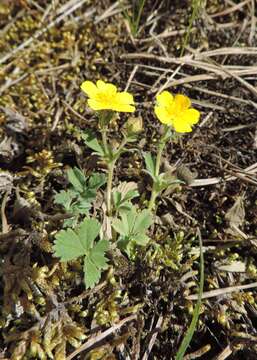 Image of Potentilla incana Gaertn. Mey. & Scherb.