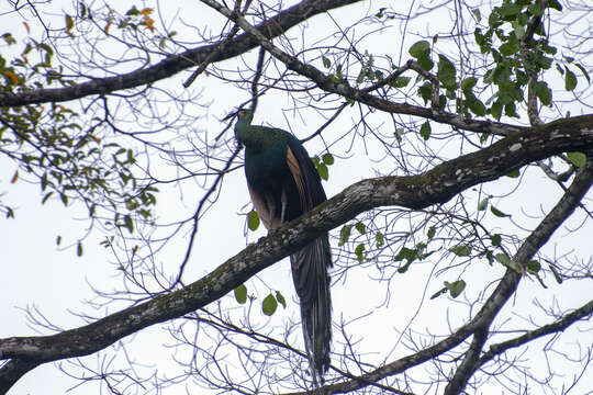 Image of Green Peafowl