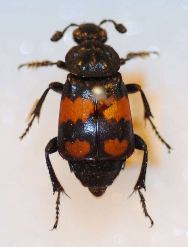 Image of Boreal Carrion Beetle