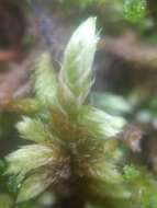 Image of rhytidium moss