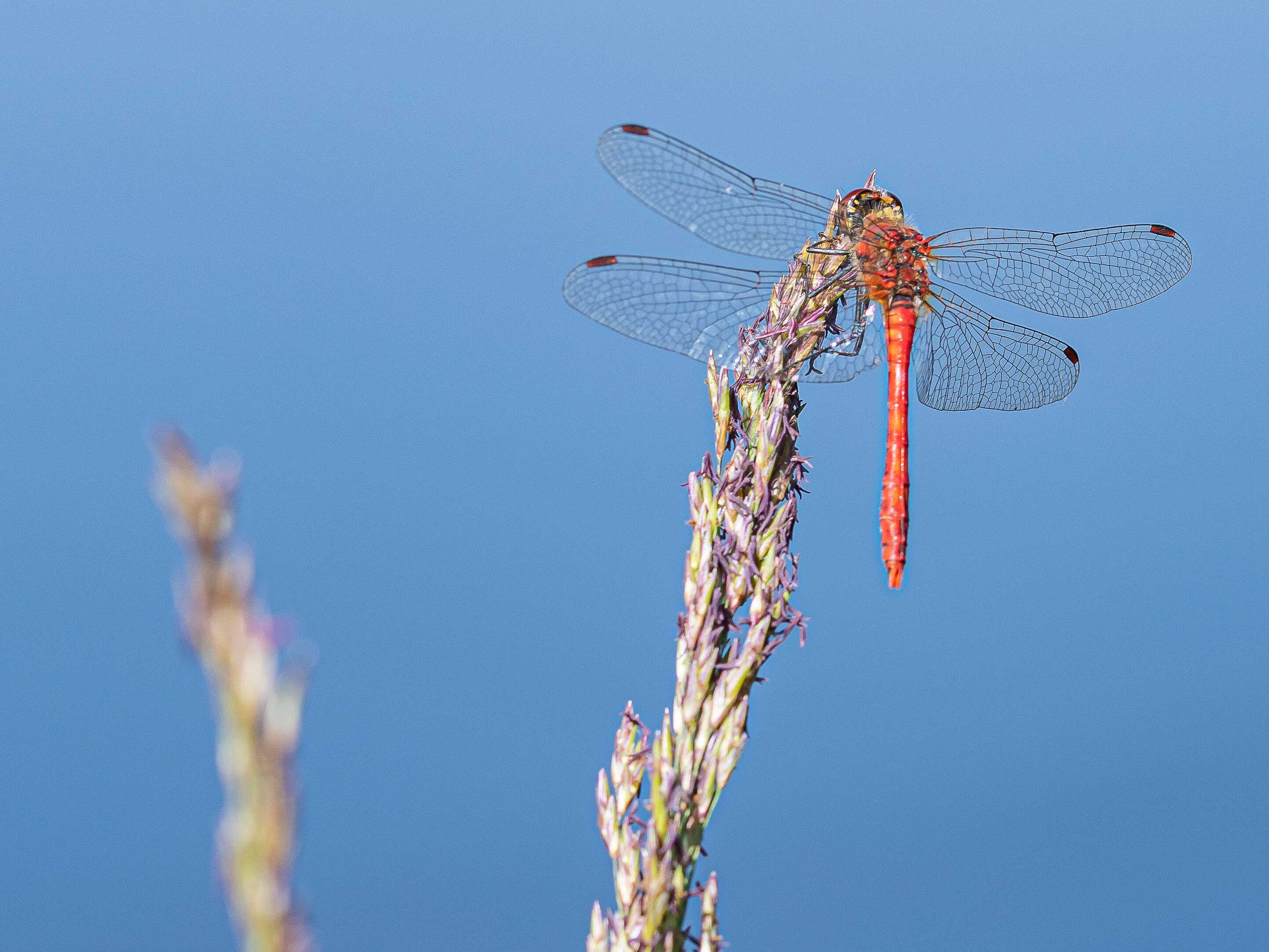 Image of Ruddy Darter