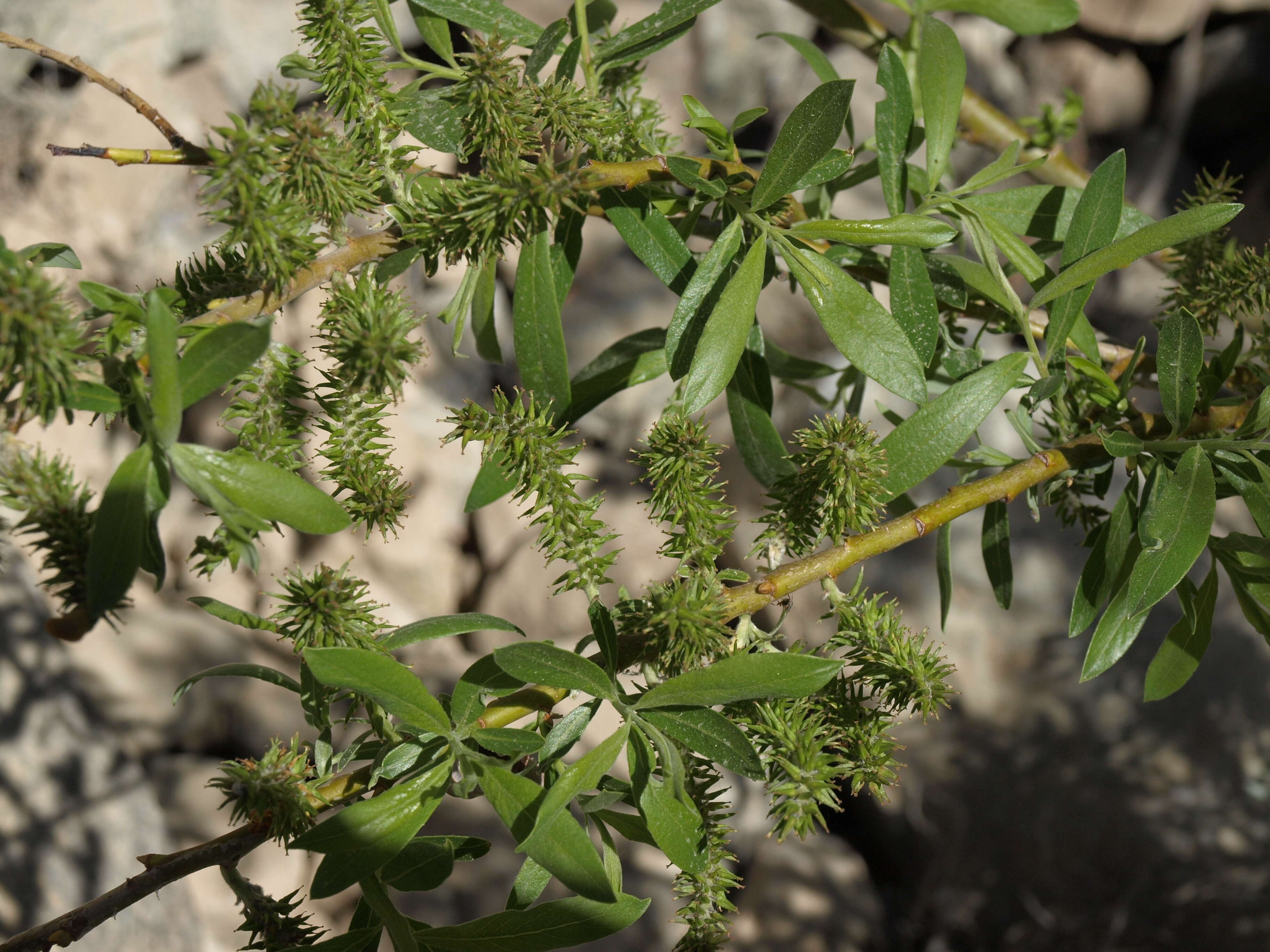 Salix lasiolepis Benth. resmi