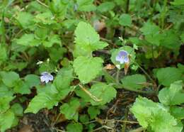 Image of Wood speedwell