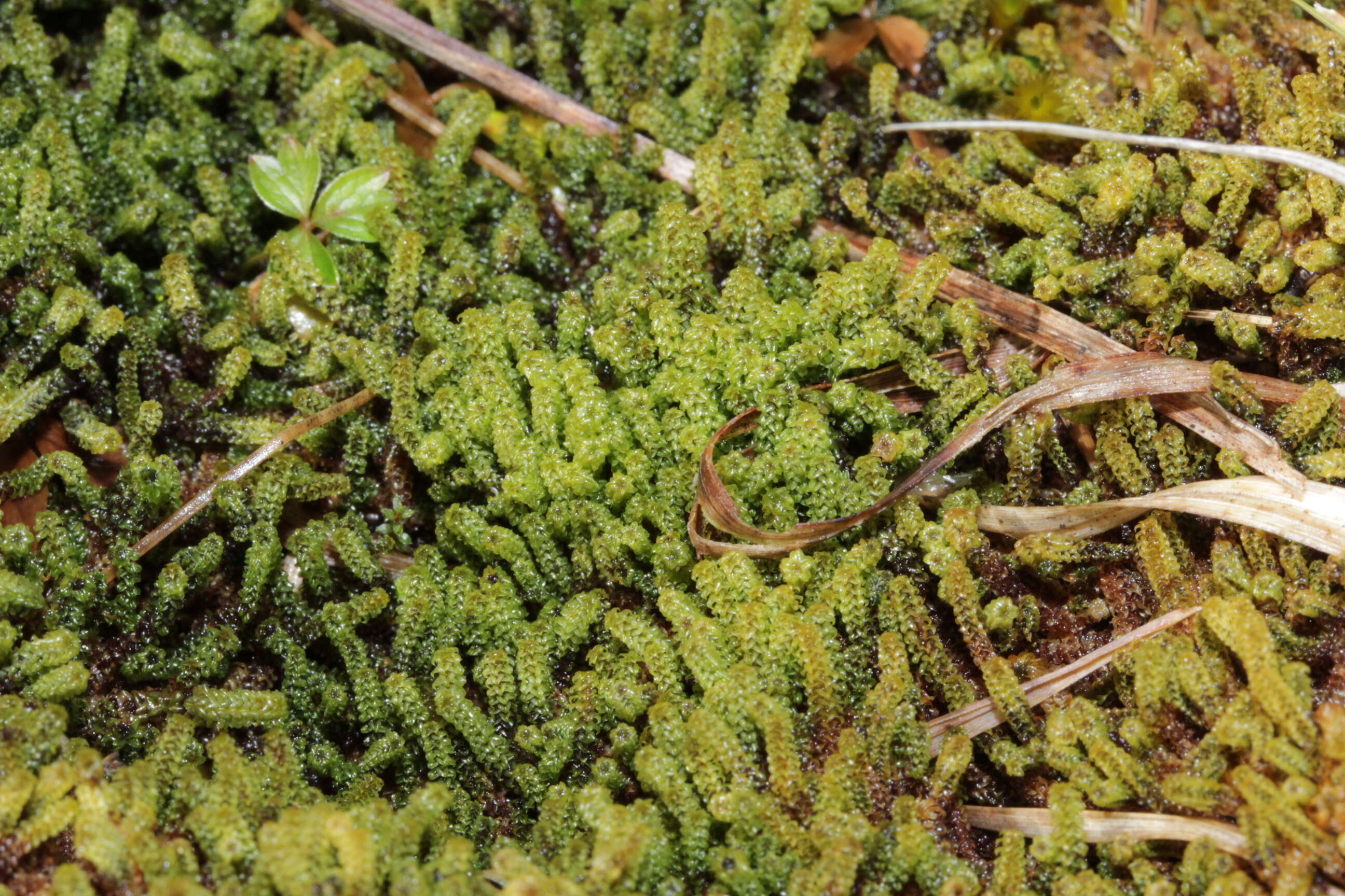 Image of paludella moss