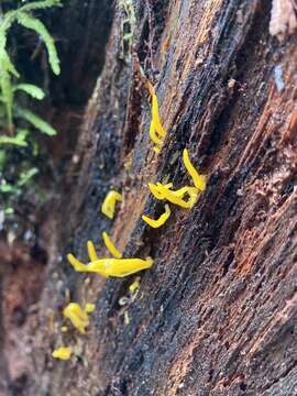 Imagem de Calocera cornea (Batsch) Fr. 1827