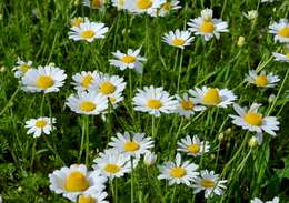 Anthemis arvensis L. resmi