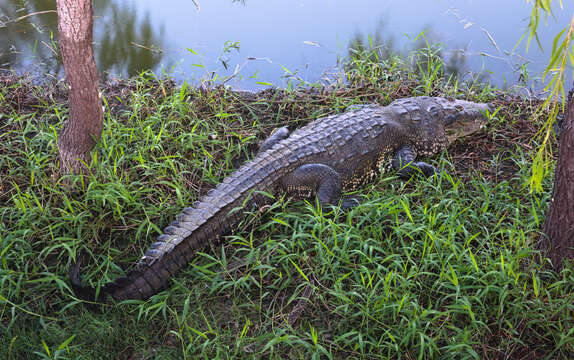 Image of Belize Crocodile