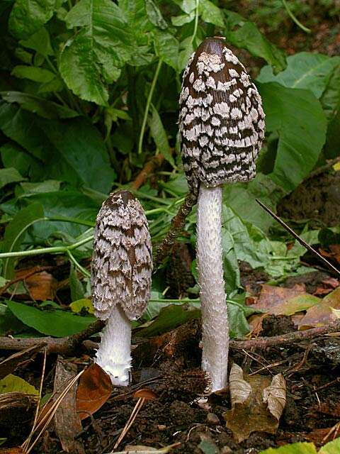 Imagem de Coprinopsis picacea (Bull.) Redhead, Vilgalys & Moncalvo 2001