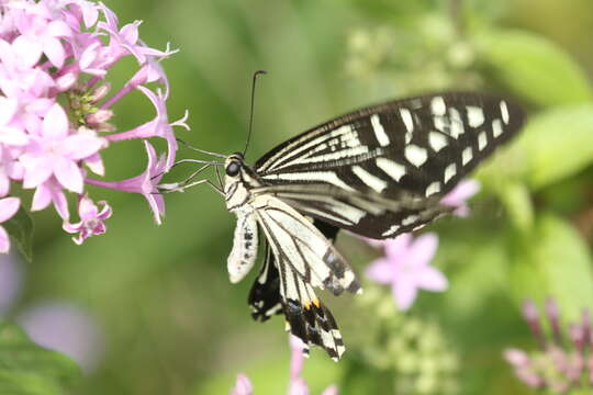 Sivun Papilio xuthus Linnaeus 1767 kuva