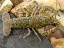 Image of Blackbarred Crayfish