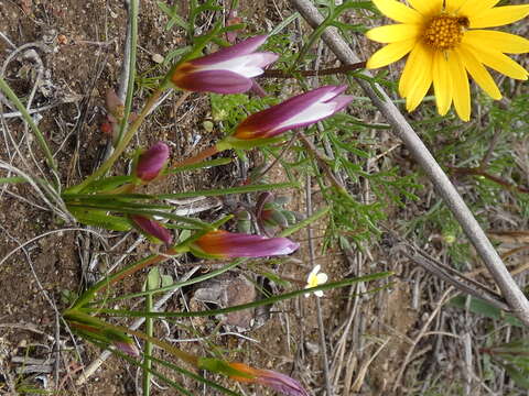 Image of Romulea toximontana M. P. de Vos