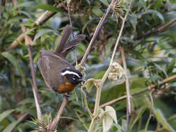 Image of Piura Hemispingus