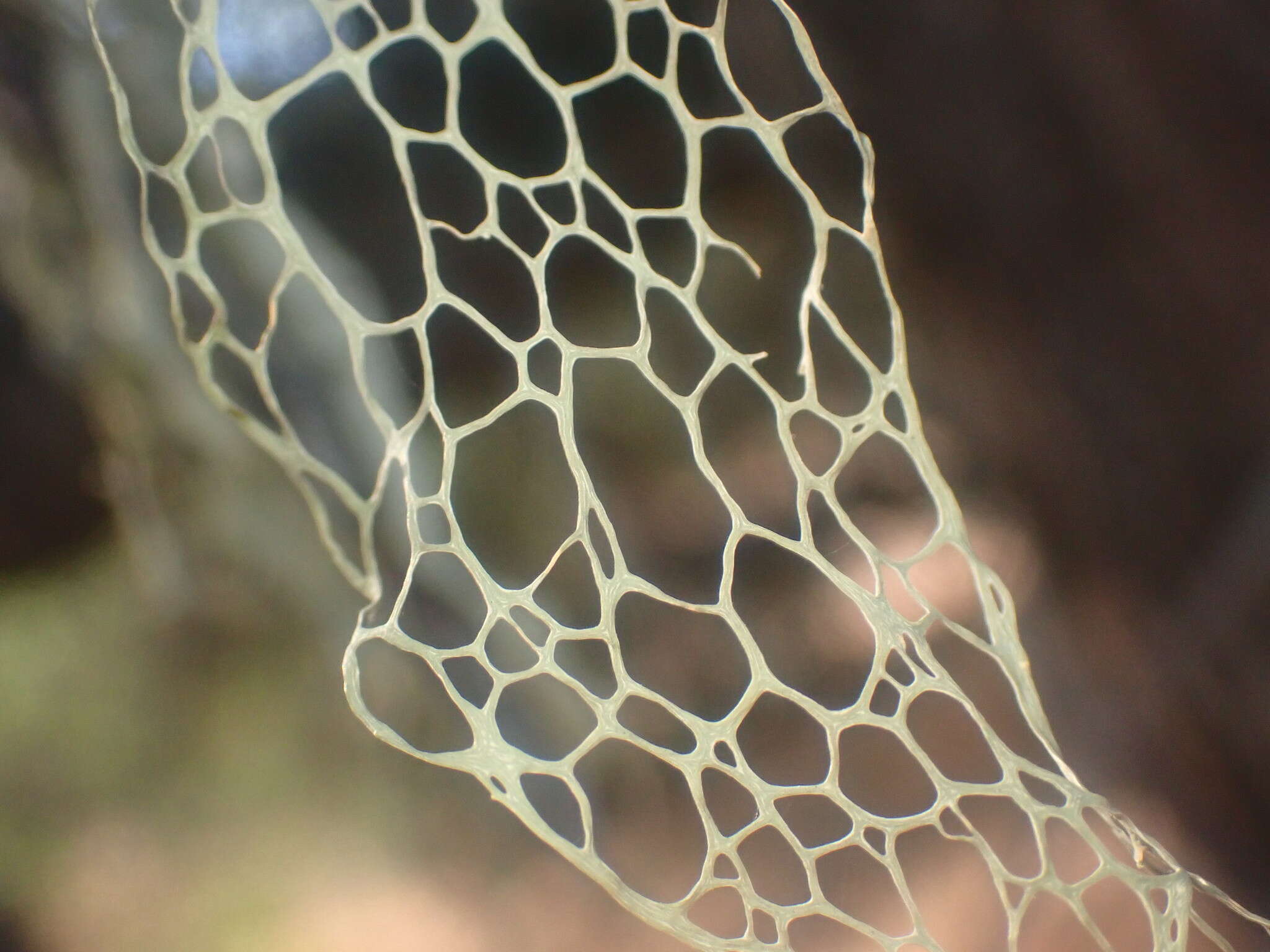 Image of Fishnet;   Menzies' cartilage lichen