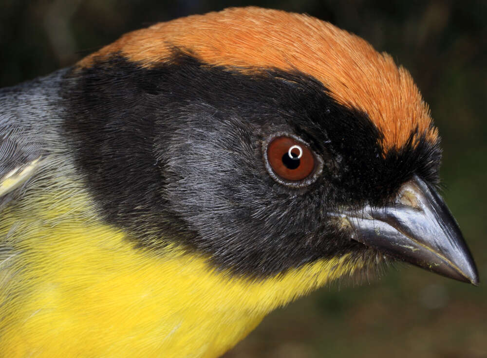 Image of Black-fronted Brushfinch