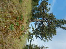 Image of roundleaf alumroot