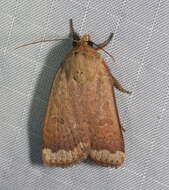 صورة Abagrotis alternata Grote 1864