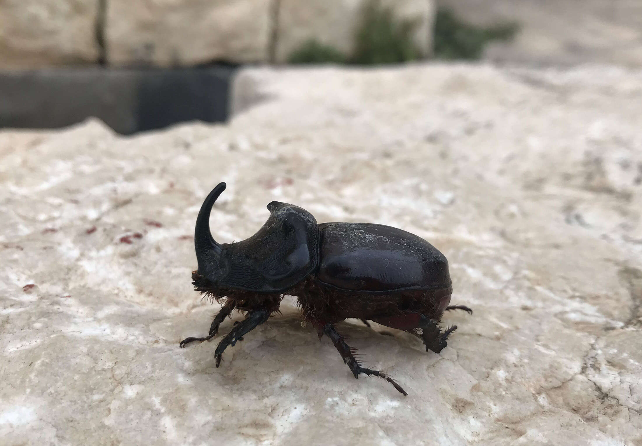 Image of European rhinoceros beetle