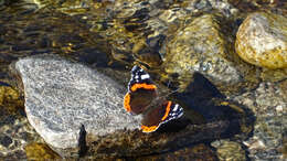 Image of Red Admiral