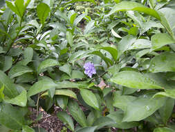 Image de Brunfelsia grandiflora D. Don