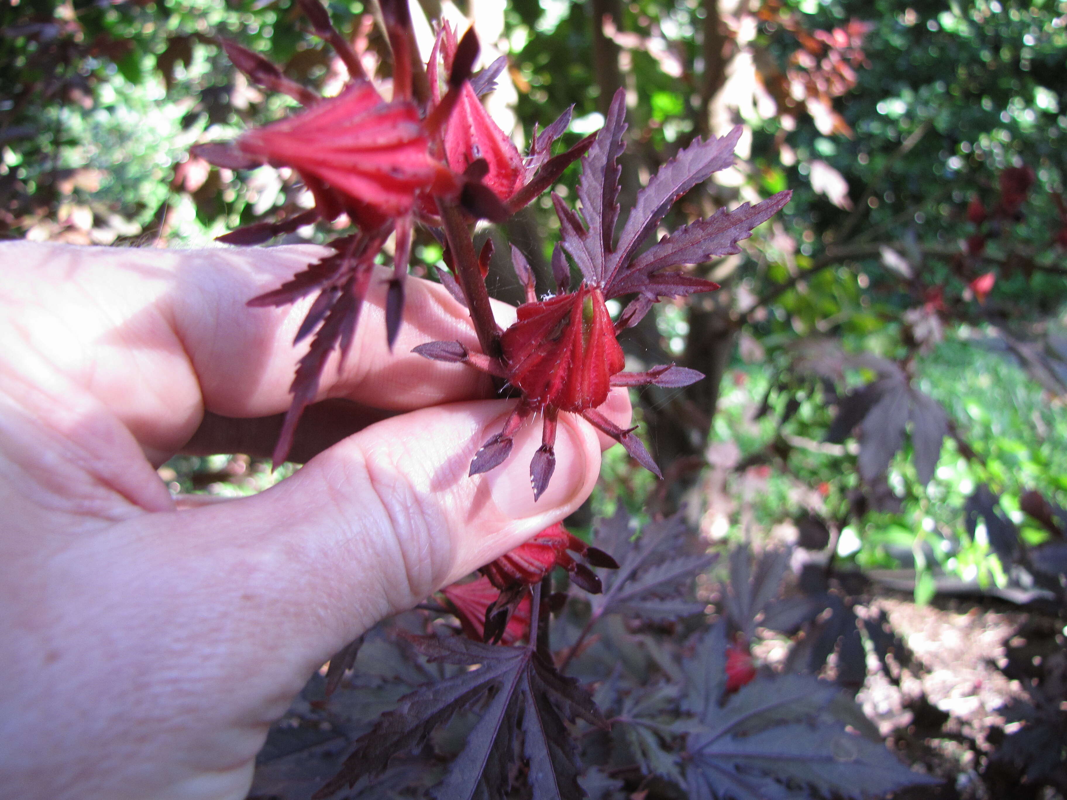 Image of African rosemallow