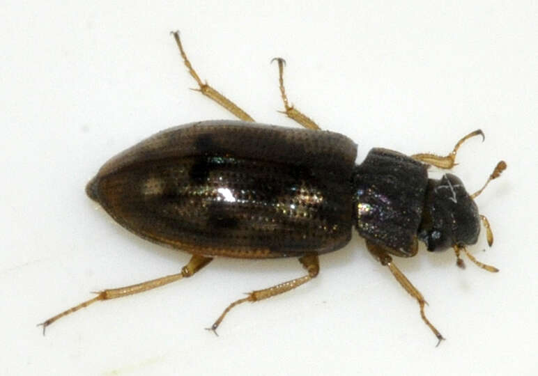 Image of Helophoridae