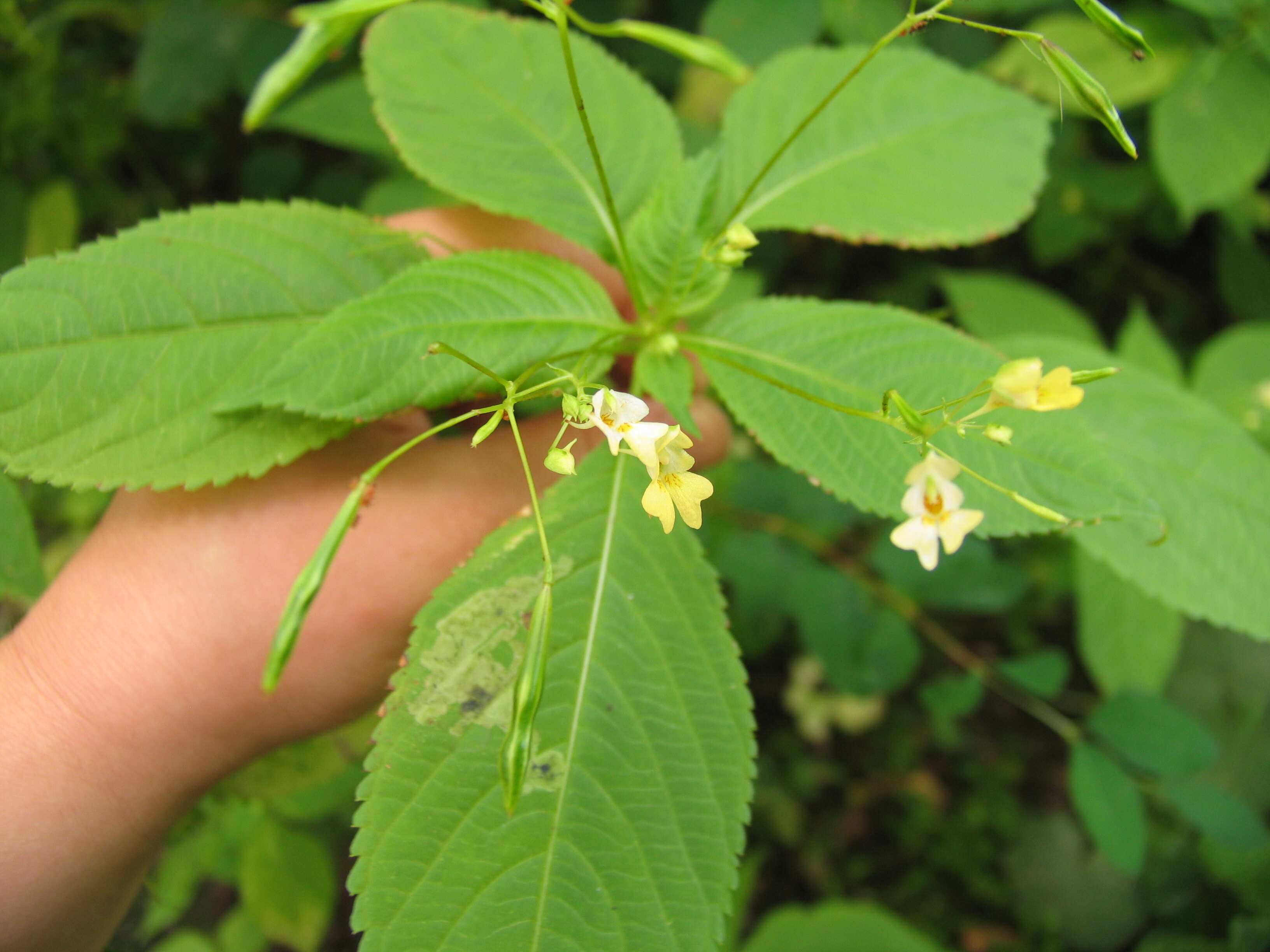 Image of small balsam