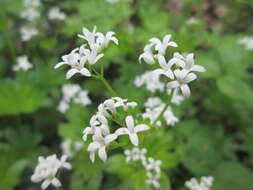 Image of Woodruff