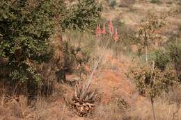 Image of Pretoria aloe