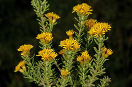 Image of Oedera genistifolia (L.) A. A. Anderberg & K. Bremer