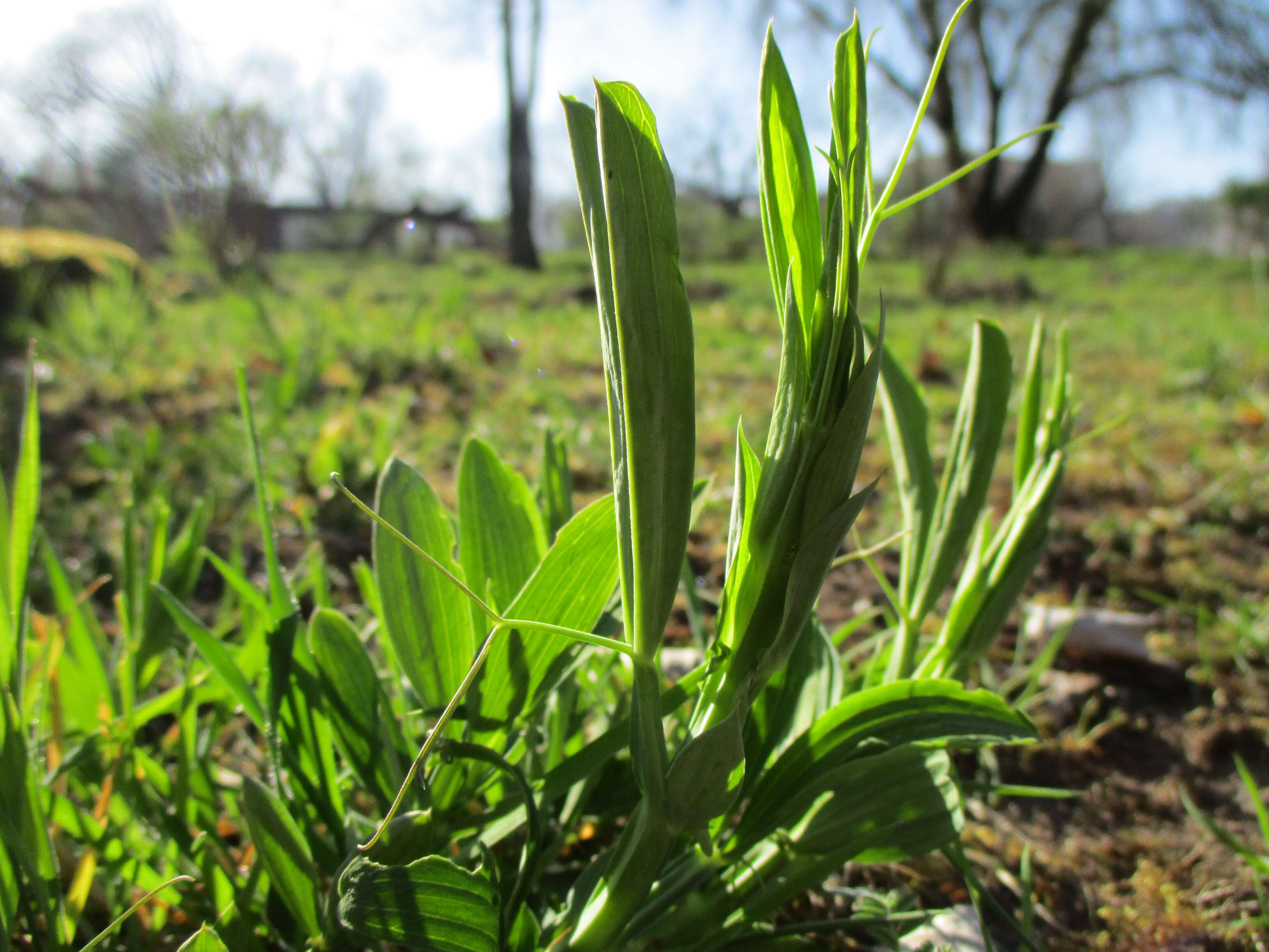 Lathyrus latifolius L. resmi